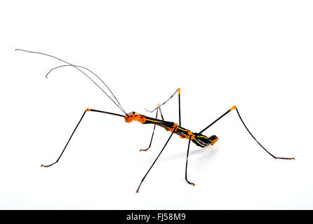 Stick Bug (Oreophoetes peruana), cut-out, Pérou Banque D'Images