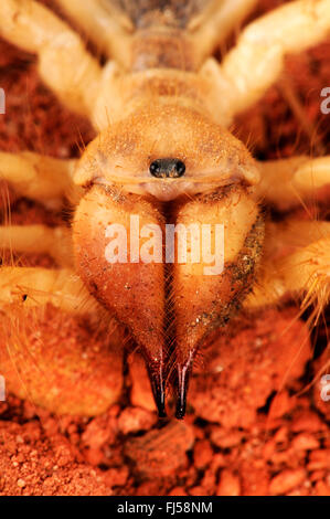 Solifugid géant égyptien, bien des araignées, les araignées, les faux, windscorpions solpugids, solifuges, Camel Spider (Galeodes granti, Solifugae, Solpugida), portrait, Egypte Banque D'Images