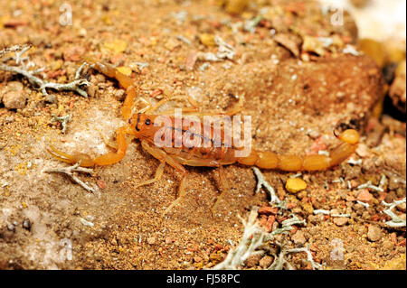 Pygmee scorpion à queue épaisse (Uroplectes carinatus), African scorpion Banque D'Images