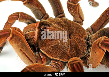 Goliath birdeater tarantula (Theraphosa stirmi), Prosoma Banque D'Images