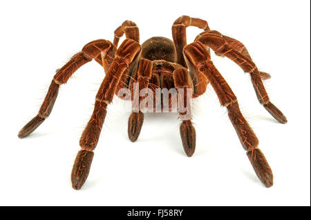 Goliath birdeater tarantula (Theraphosa stirmi), l'une des plus grandes araignées d'oiseaux dans le monde Banque D'Images