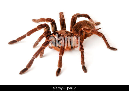 Goliath birdeater tarantula (Theraphosa stirmi), l'une des plus grandes araignées d'oiseaux dans le monde Banque D'Images