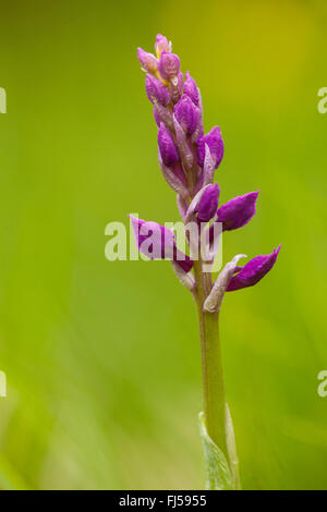 Début-pink orchid (Orchis mascula), inflorescence en bouton, en Allemagne, en Hesse Banque D'Images