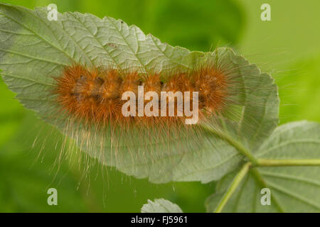La Matrone, Grand Pericallia matronula (Tigre), Caterpillar sur une feuille, Allemagne Banque D'Images
