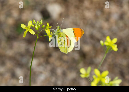 Astuce Orange marocain, Provence Orange Tip (Anthocharis belia, Anthocharis euphenoides eupheno, Anthocaris) mâle sur une fleur, Allemagne Banque D'Images