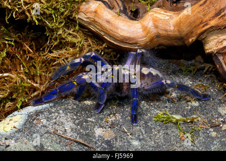 Arbre ornemental saphir Gooty, araignée, saphir Gooty Gooty tarantula tarantula, métallique, Peacock Peacock, spider parachute tarantula, salepurgu (Poecilotheria metallica), sur une pierre, l'Inde Banque D'Images