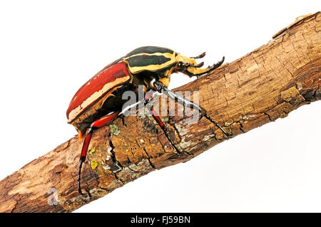 Couverture fleur, fleur, fleur chafer beetle (Mecynorrhina torquata, Mecynorrhina torquata ugandensis), sur bois mort, cut-out Banque D'Images
