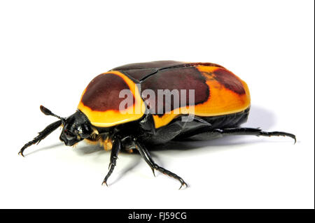 Couverture de fleurs, fruits, Fleur chafer beetle (Pachnoda marginata, Pachnoda marginata peregrina), cut-out Banque D'Images