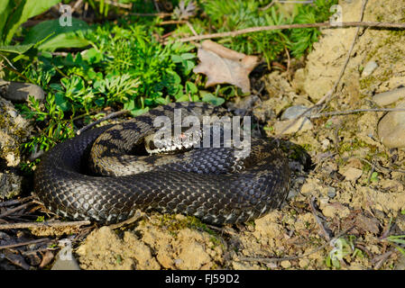 L'additionneur de Nikolsky, forêt-steppe adder (Vipera berus Vipera, Voltaire Voltaire), malanistic personne, Roumanie Banque D'Images