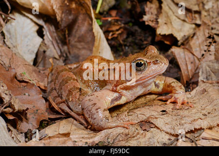 Grenouille rousse, grenouille herbe (Rana temporaria), sur les feuilles tombées, Roumanie, Karpaten Banque D'Images