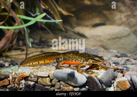 Montandon's, newt newt Lissotriton montandoni des Carpates (Triturus montandoni), homme sous l'eau, la Roumanie, Karpaten Banque D'Images