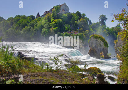 Chutes du Rhin à Schaffhouse, Suisse, Schaffhausen Banque D'Images