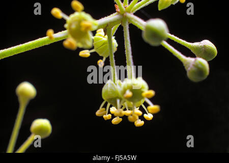 Le lierre, lierre (Hedera helix), fleurs, Allemagne Banque D'Images
