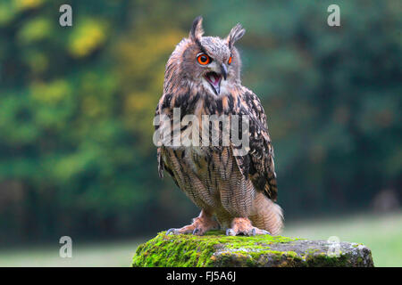 Le nord du grand-duc (Bubo bubo), assis avec le projet de loi sur un affût moussus, Allemagne Banque D'Images