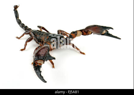 Griffé rouge tanzanienne (Pandinus cavimanus Scorpion), en posture de défense Banque D'Images