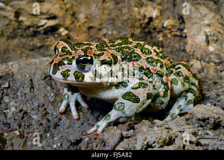 Crapaud vert de l'Est, l'Est de l'hémérocalle (Bufo viridis variabilis, Bufo viridis variabilis, Bufotes Bufotes, variabilis ), sur la rive, Roumanie, Dobrudscha Biosphaerenreservat Donaudelta, Banque D'Images