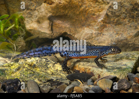 Triton alpestre (Triturus alpestris, Ichthyosaura alpestris, Mesotriton alpestris Ichthyosaura alpestris, carpathica), triton alpestre mâle des Carpates, Roumanie, Karpaten Banque D'Images