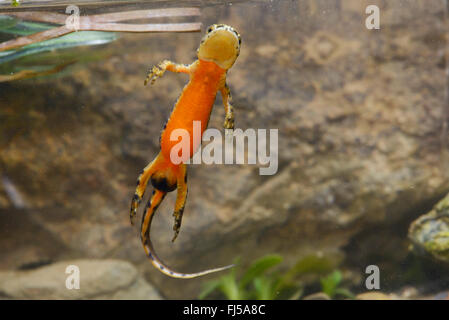 Montandon's, newt newt Lissotriton montandoni des Carpates (Triturus montandoni), homme, dessous avec cloaque, Roumanie, Karpaten Banque D'Images