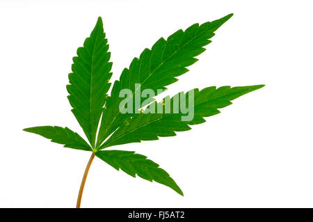 Le chanvre indien, la marijuana, mary jane (Cannabis sativa), feuille de chanvre, cut out, Allemagne Banque D'Images