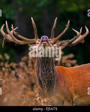 Red Deer (Cervus elaphus), flehming mâle alpha, portrait, Allemagne, Saxe, montagnes Erz Banque D'Images