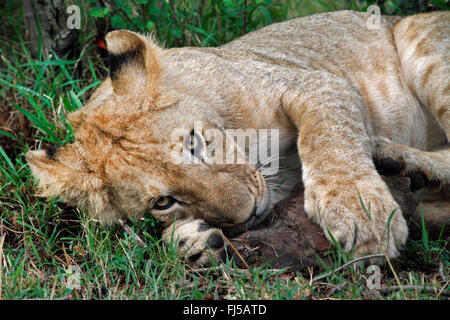 Lion (Panthera leo), Cub avec une partie de la proie, Kenya, Masai Mara National Park Banque D'Images