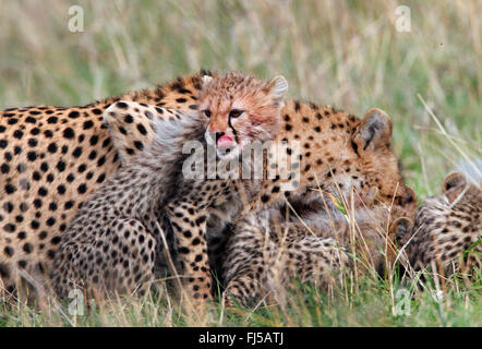 Le Guépard (Acinonyx jubatus), femme et d'oursons se nourrir de proies, Kenya, Masai Mara National Park Banque D'Images