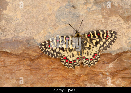 Festoon espagnol, le sud de festoon (Zerynthia rumina), sur un stoner Banque D'Images