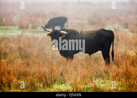 Bovins Heck (Bos primigenius f. taurus), au pâturage le matin, l'Allemagne, Rhénanie du Nord-Westphalie Banque D'Images