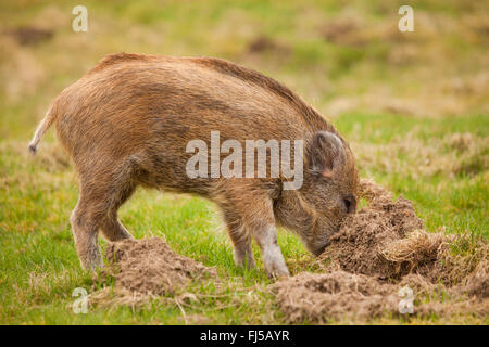 Le sanglier, le porc, le sanglier (Sus scrofa), juvénile shote s'enracinant dans un pré, Allemagne, Rhénanie-Palatinat Banque D'Images