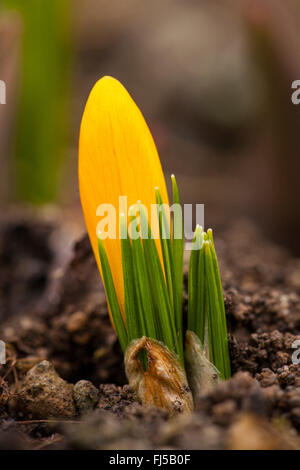 Crocus (Crocus chrysanthus jaune), en bouton Banque D'Images