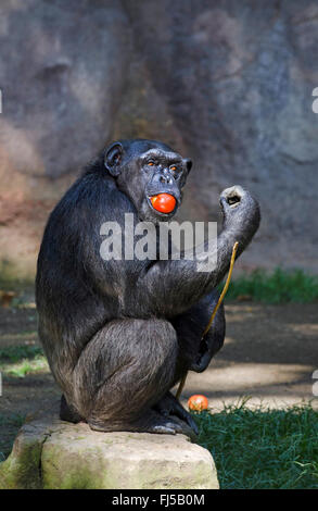 (Pan troglodytes chimpanzé commun), avec de la tomate dans sa bouche Banque D'Images