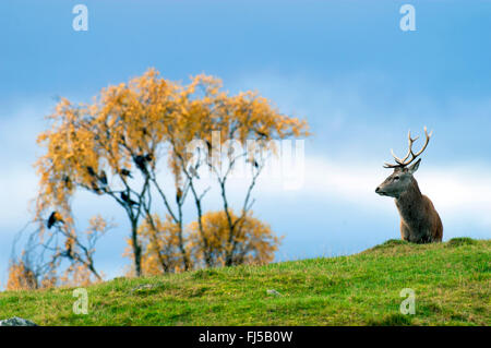 Red Deer (Cervus elaphus), stag dans un pré, Royaume-Uni, Ecosse, le Parc National de Cairngorms Banque D'Images