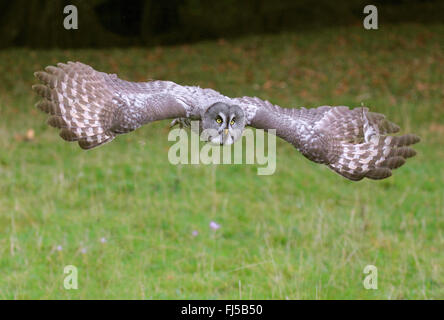 La Chouette lapone (Strix nebulosa), en vol au-dessus d'une prairie Banque D'Images