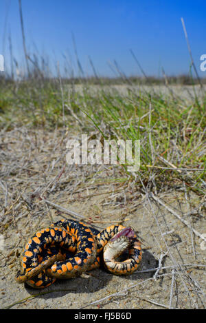 Yam's (Natrix tessellata) Snake, le serpent mort, Roumanie, Dobrudscha Biosphaerenreservat SfÔntu, Donaudelta, Gheorgh Banque D'Images