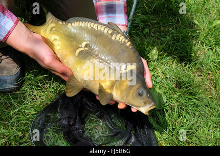 La carpe, la carpe commune, la carpe (Cyprinus carpio), l'homme présente une carpe fraîchement pêchés, Allemagne Banque D'Images