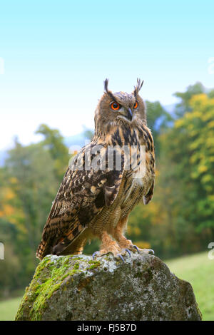 Le nord du grand-duc (Bubo bubo), assis sur une pierre moussue, Allemagne Banque D'Images