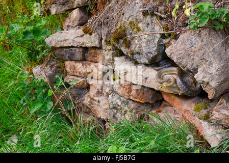 Aesculapian snake (Elaphe longissima, Zamenis longissimus), un bain de soleil dans un mur sec, l'Allemagne, l'Odenwald, Hirschhorn am Neckar Banque D'Images