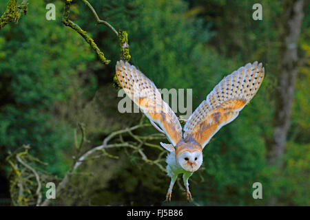 Effraie des clochers (Tyto alba), voler, Allemagne Banque D'Images