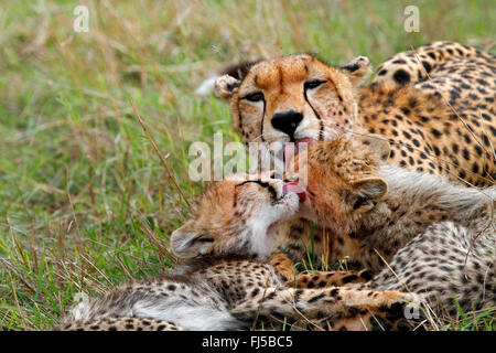 Le Guépard (Acinonyx jubatus), femme et d'oursons, toilettage, Kenya Masai Mara National Park Banque D'Images