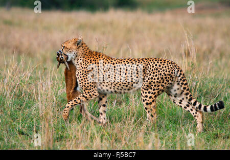 Le Guépard (Acinonyx jubatus), pris avec les jeunes gazelles, Kenya, Masai Mara National Park Banque D'Images