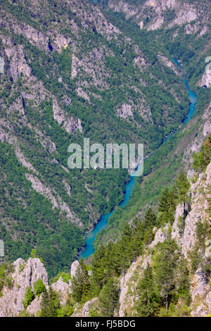 Vue de Curevac à Tara River Canyon, le plus long et le plus profond canyon d'Europe, Monténégro, parc national de Durmitor Banque D'Images