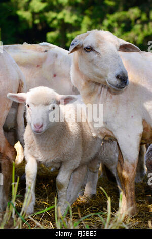 Le mouton domestique (Ovis ammon f. bélier), moutons et agneaux fraîchement tondus, mère et enfant dans un troupeau, l'Allemagne, Bade-Wurtemberg, Forêt Noire, Oberndorf am Neckar Banque D'Images
