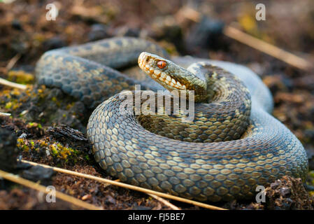 Adder, Viper, commune Politique européenne commune, Viper Viper (Vipera berus), regroupés dans la région de Moor, ALLEMAGNE, Basse-Saxe Oldenburger Muensterland Banque D'Images