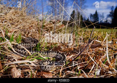 Adder, Viper, commune Politique européenne commune, Viper Viper (Vipera berus), homme adder au printemps, l'Allemagne, l'Allgaeu, Harprechtser Moos Banque D'Images