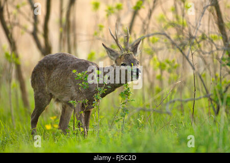 Le chevreuil (Capreolus capreolus), buck parcourt, l'Allemagne, Brandebourg Banque D'Images