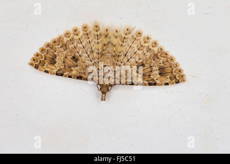 Vingt-plume Moth, vingt plume moth, vingt-papillon à plumes, beaucoup de plumes-moth (Alucita hexadactyla, Alucita hexadactyla polydactyla, Phalaena), l'hibernation dans la chambre, Allemagne Banque D'Images