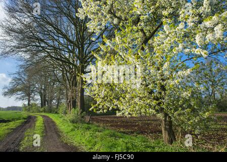 Cherry Tree, le cerisier (Prunus avium), la floraison des cerisiers le long d'une bordure de champ au printemps, l'ALLEMAGNE, Basse-Saxe, Elmelage, Beck's Banque D'Images