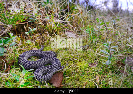 Adder, Viper, commune Politique européenne commune, Viper Viper (Vipera berus), homme vipère sur son habitat au printemps, l'Allemagne, l'Allgaeu, Harprechtser Moos Banque D'Images