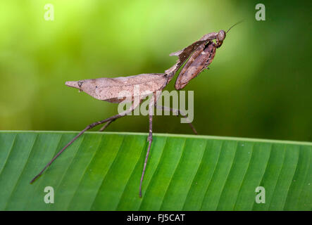 Phasme (sauterelle de cricket), sur une feuille, la Malaisie, Bornéo, Sabah Banque D'Images