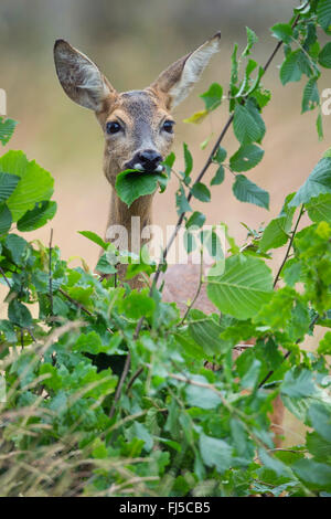 Le chevreuil (Capreolus capreolus), le département de l'alimentation, de l'ALLEMAGNE, Basse-Saxe Banque D'Images